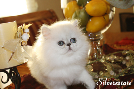 kitten